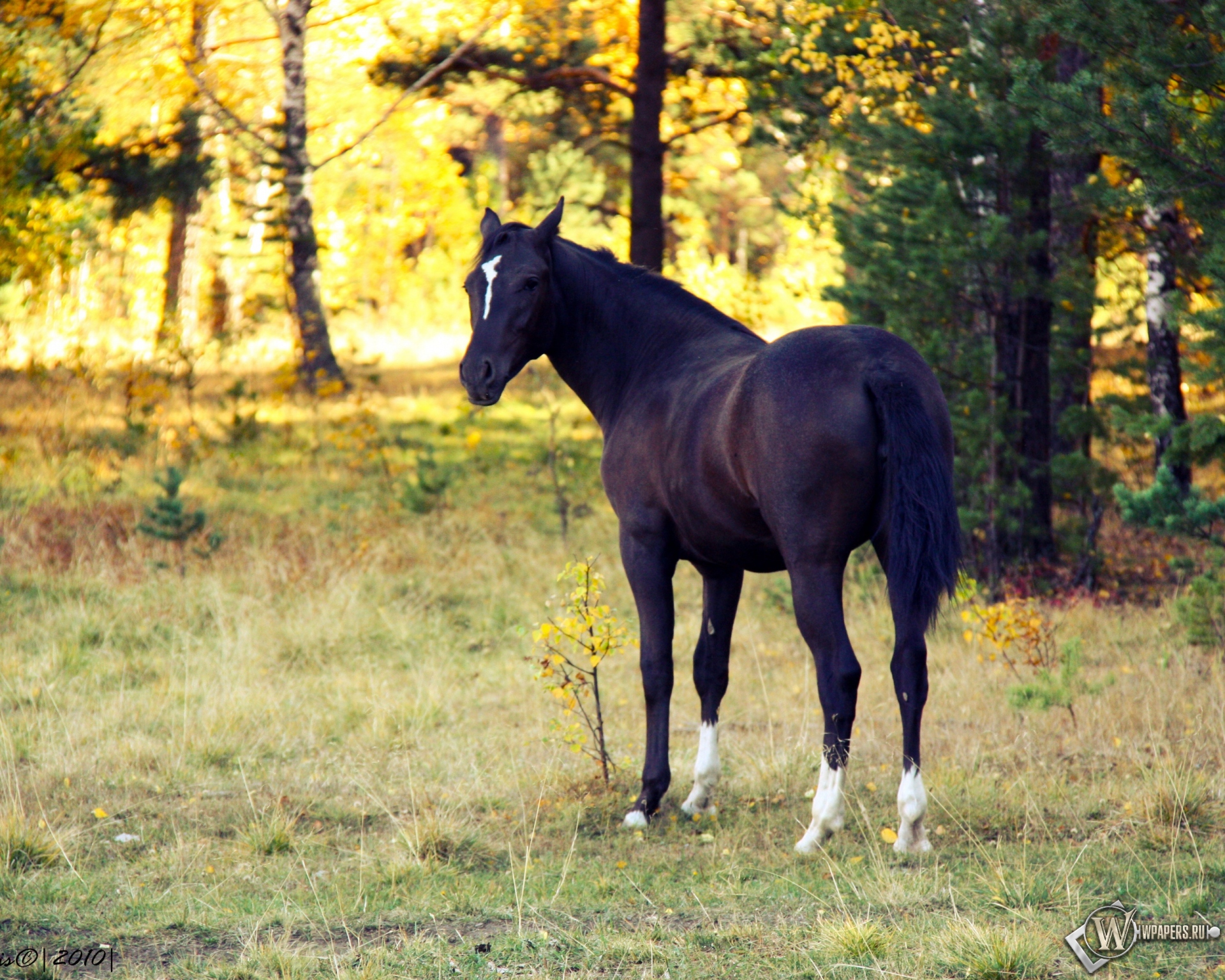 Лошадь в лесу 1920x1536
