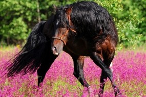 Обои Танец коня: Цветы, Конь, Танец, Лошади