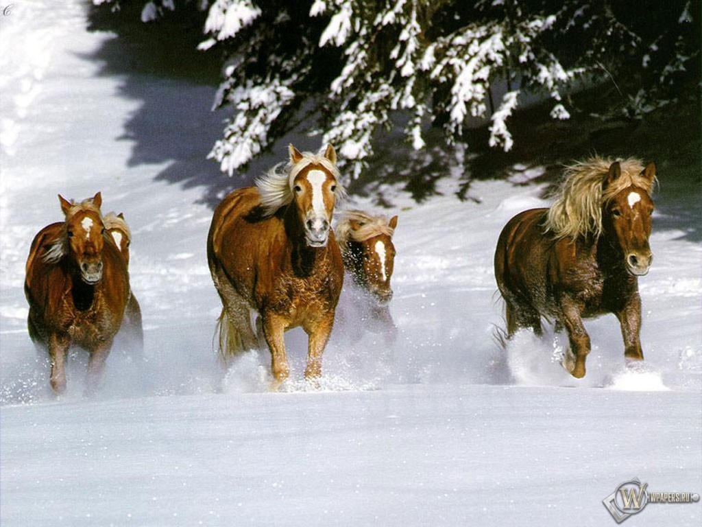 Кони бегут по снегу 1024x768