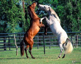 Обои Лошади играют: , Лошади