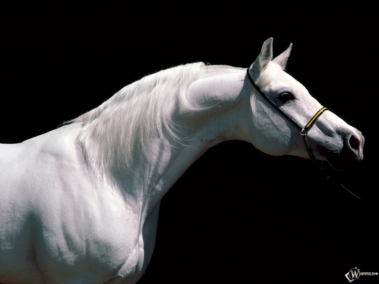Белая лошадь в профиль 1280x960