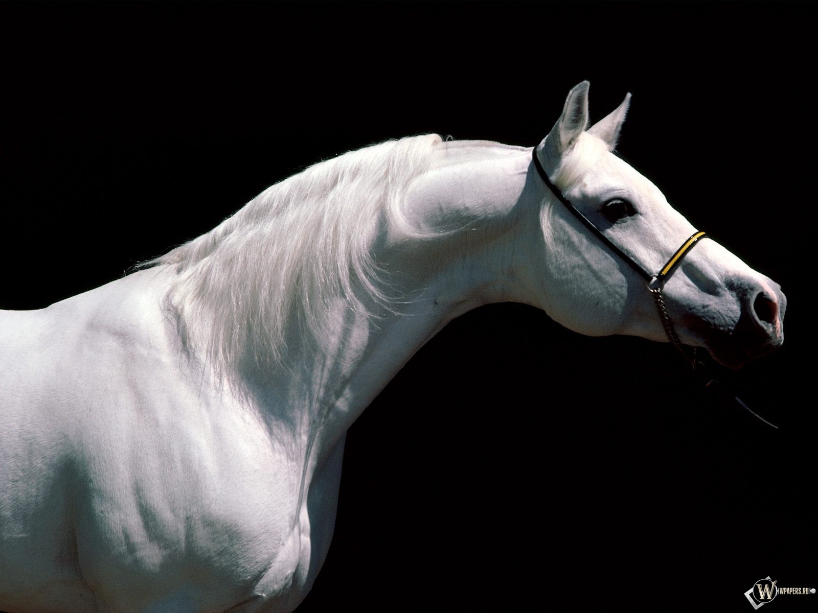 Белая лошадь в профиль 1600x1200
