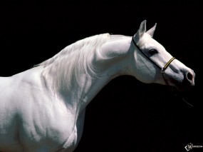 Обои Белая лошадь в профиль: , Лошади