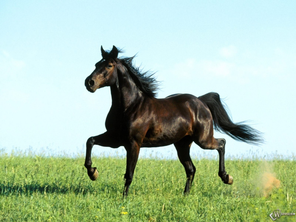 Серый конь бежит трусцой 1024x768