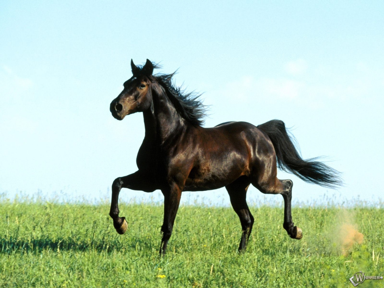 Серый конь бежит трусцой 1280x960
