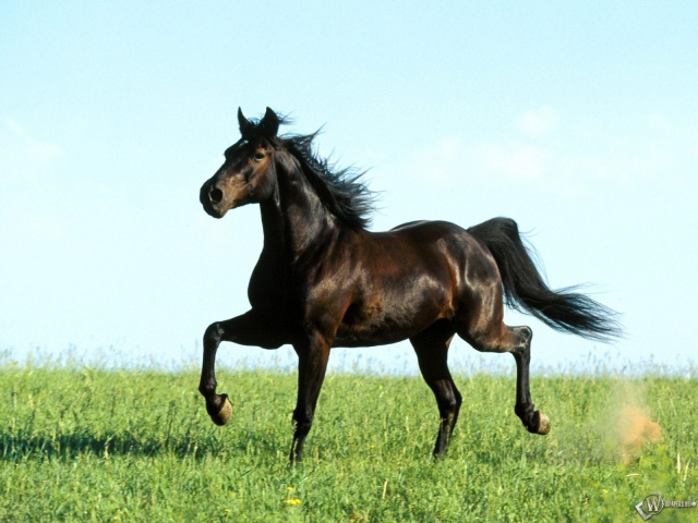 Серый конь бежит трусцой