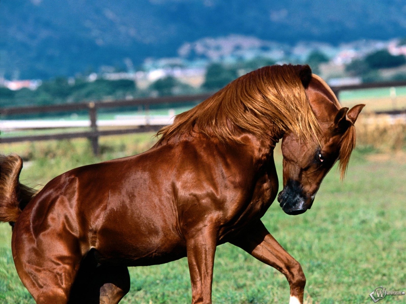 http://wpapers.ru/wallpapers/animals/Horses/2550/1400x1050_-.jpg