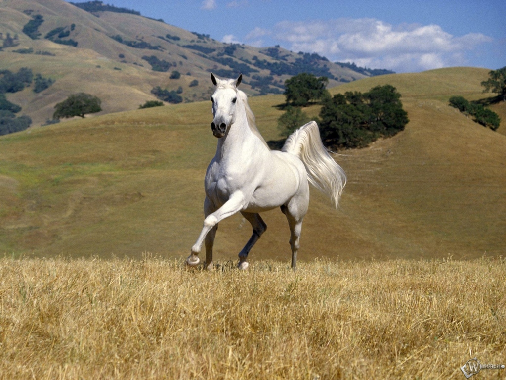Белый конь бегает в поле 1024x768