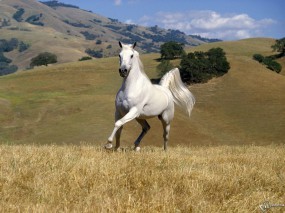 Обои Белый конь бегает в поле: , Лошади