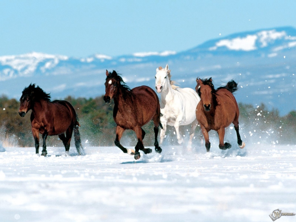 Четыре коня бегут по снегу 1024x768