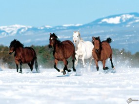 Обои Четыре коня бегут по снегу: , Лошади