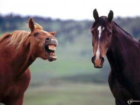 Обои Конь смеется: , Лошади