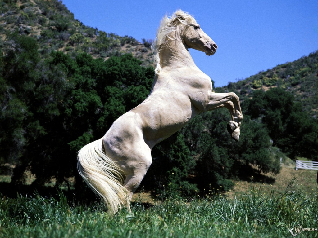 Белый конь встал на дыбы 1024x768