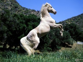 Обои Белый конь встал на дыбы: , Лошади