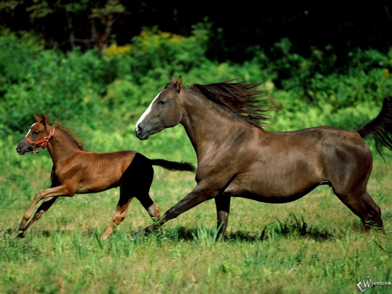 Лошадь с коняшкой 1280x960