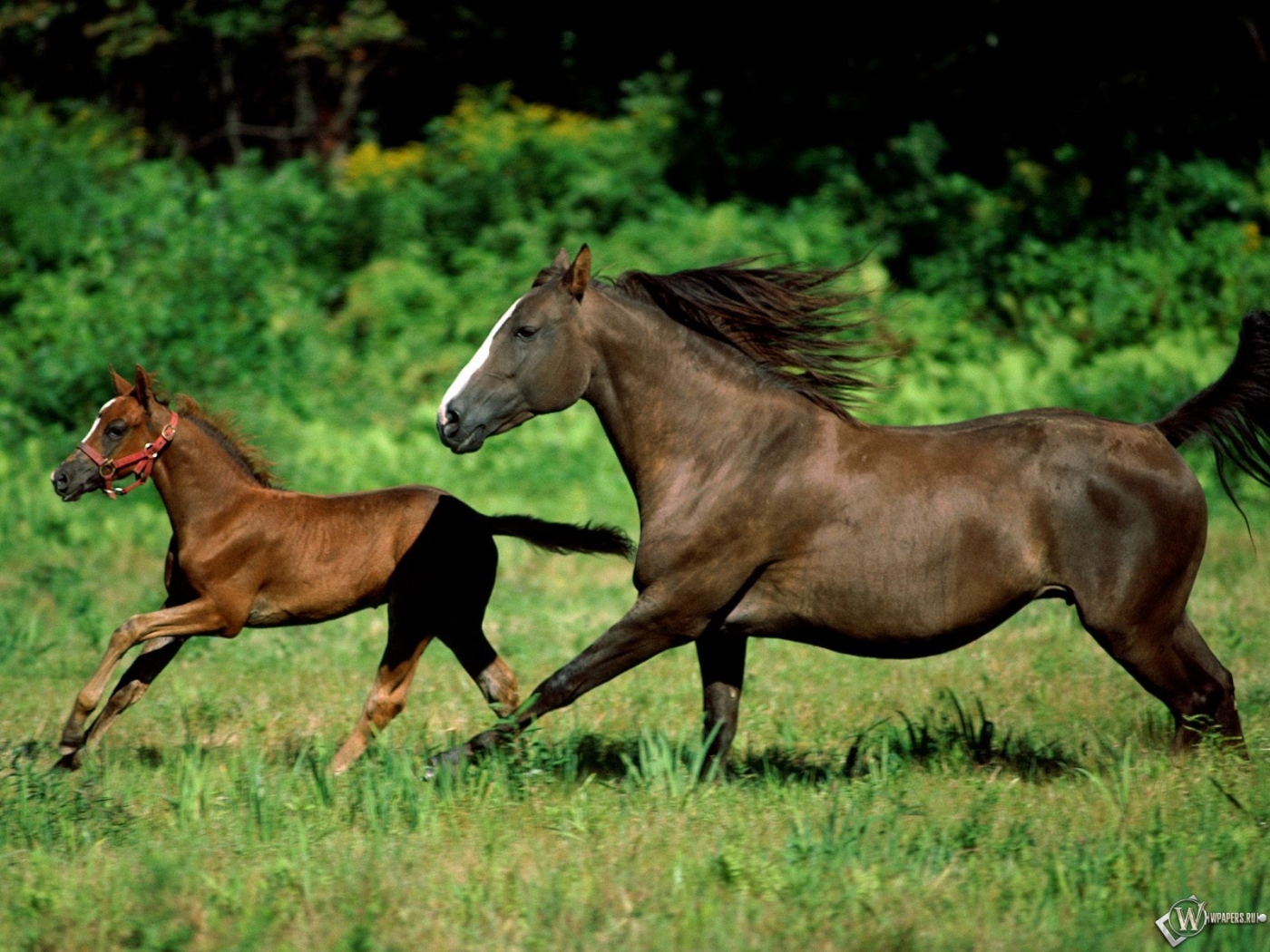 Лошадь с коняшкой 1400x1050