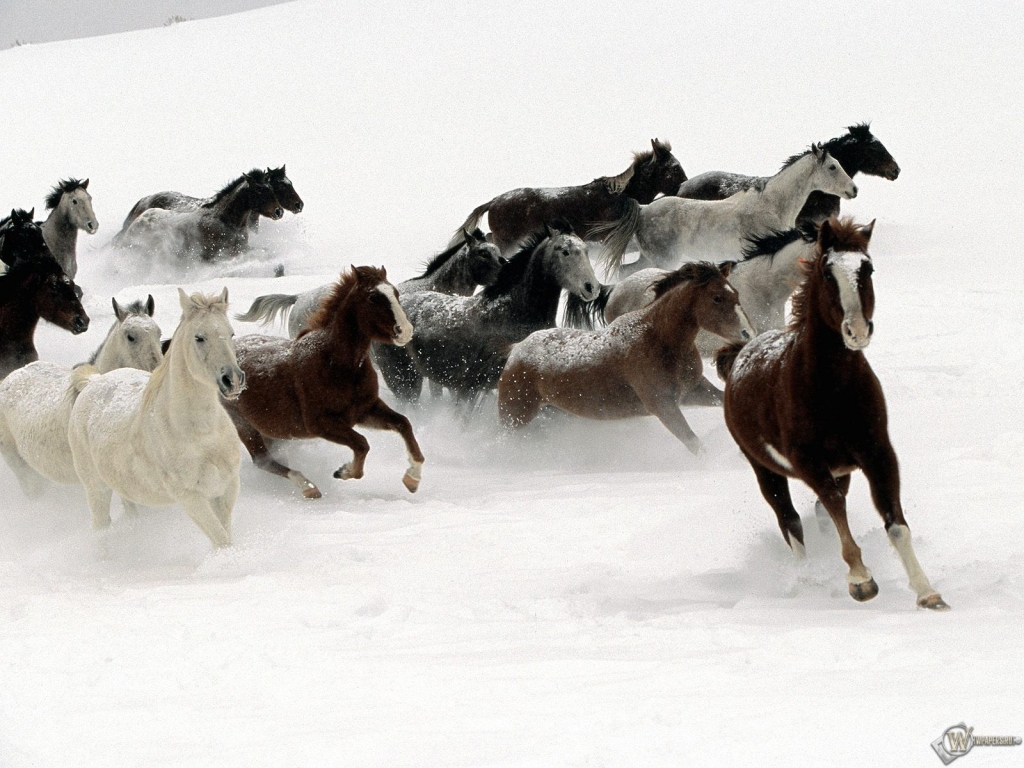 Кони бегущие по снегу 1024x768
