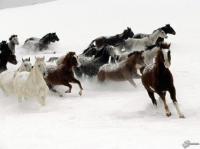 Обои Кони бегущие по снегу: , Лошади