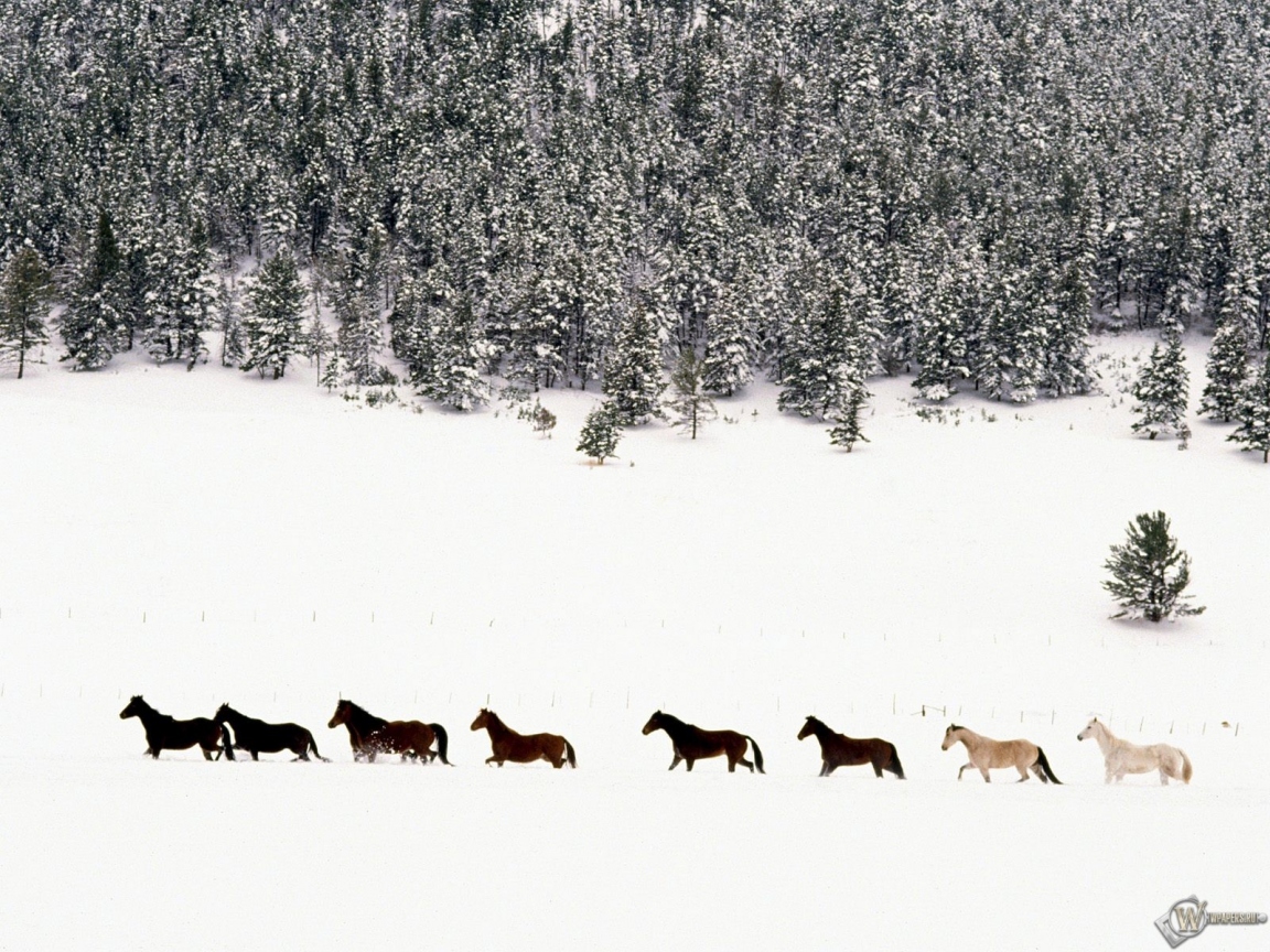 Лошади на снегу 1152x864