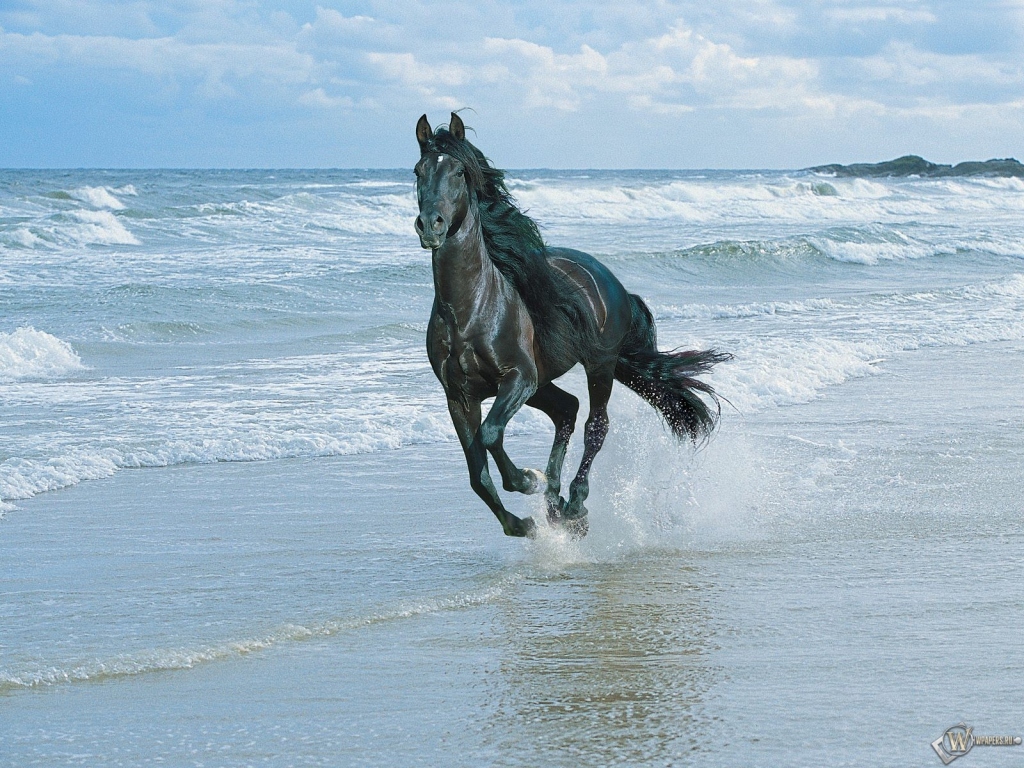 Черный конь бегущий по берегу 1024x768