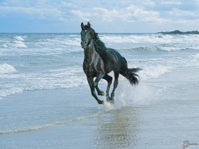 Черный конь бегущий по берегу
