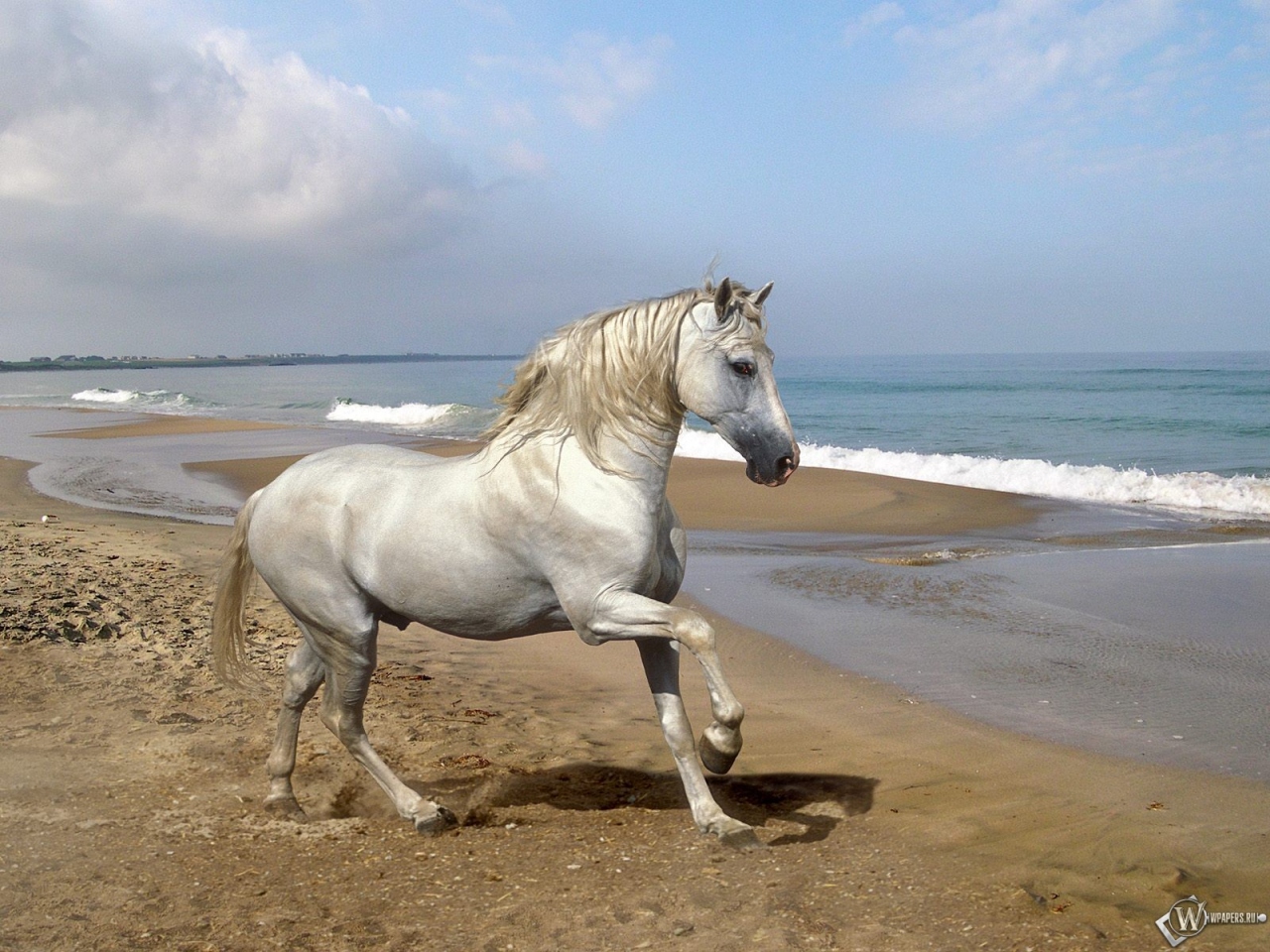 Белый конь на берегу 1280x960