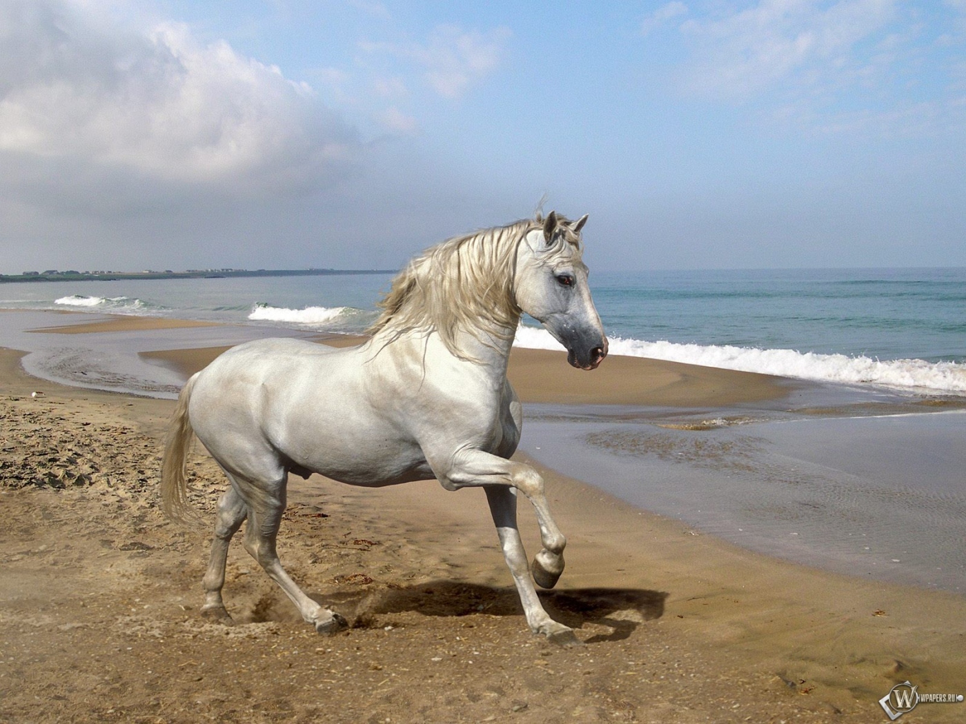 Белый конь на берегу 1400x1050