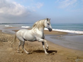 Обои Белый конь на берегу: , Лошади