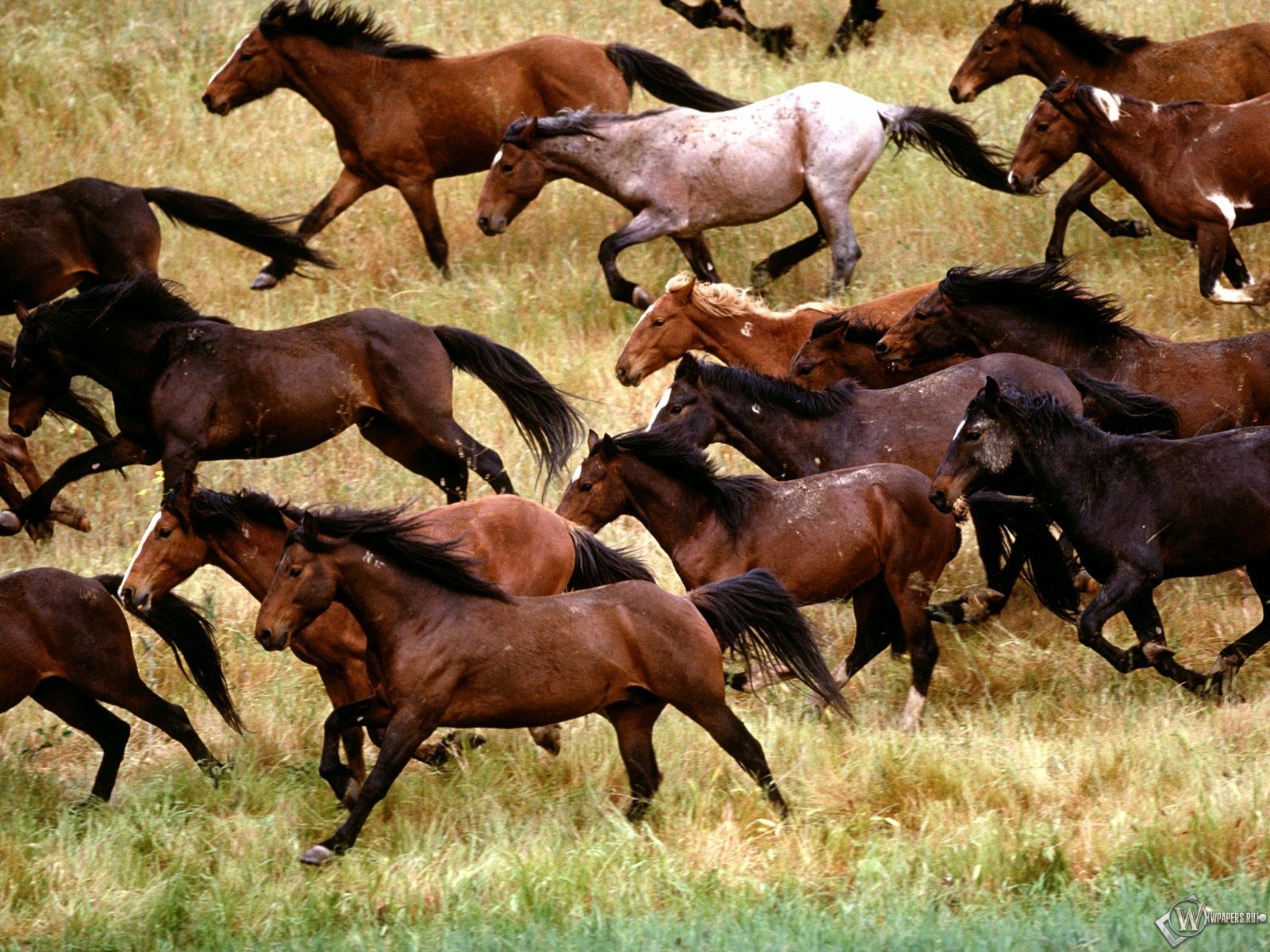 Табун лошадей 1600x1200