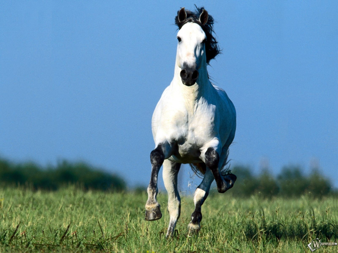 Белый бегущий конь 1280x960
