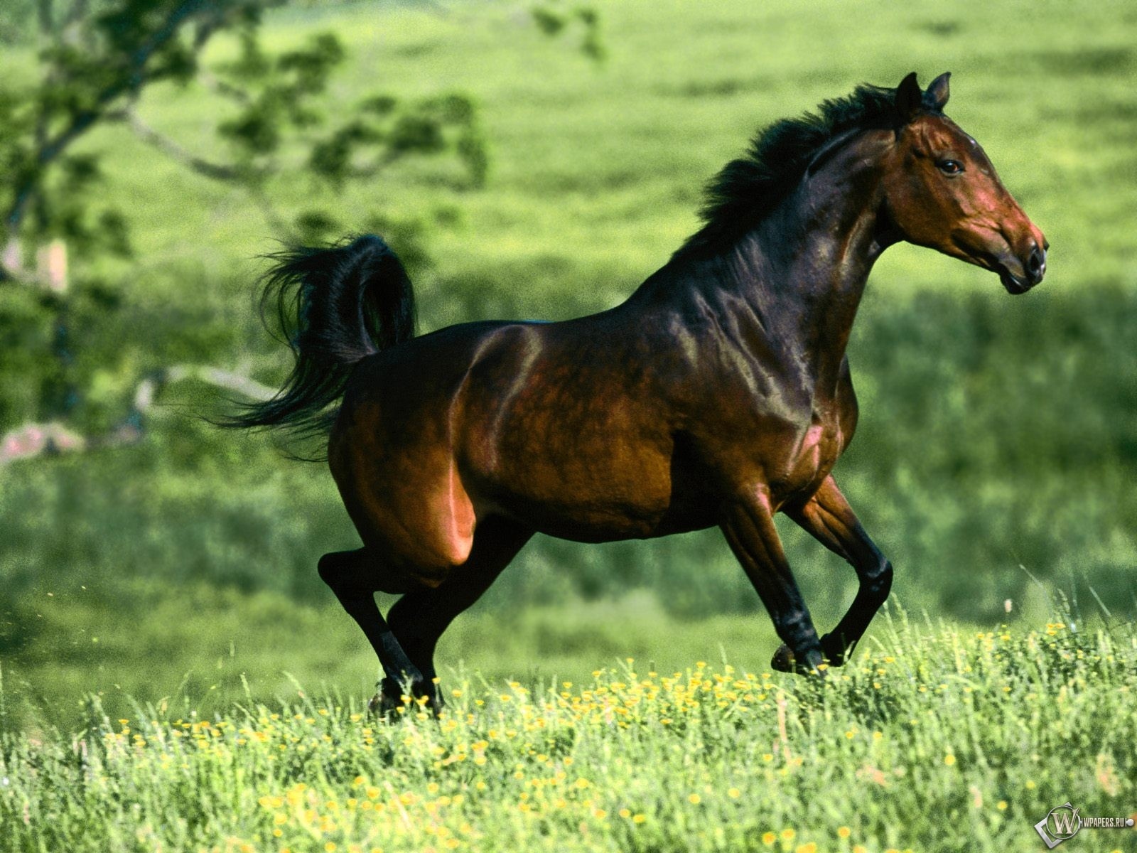 Бесплатны картинки лошади. Кигер Мустанг гнедой. Лошадь гнедой Мустанг. Крапчатый Мустанг. Дикий гнедой Мустанг.