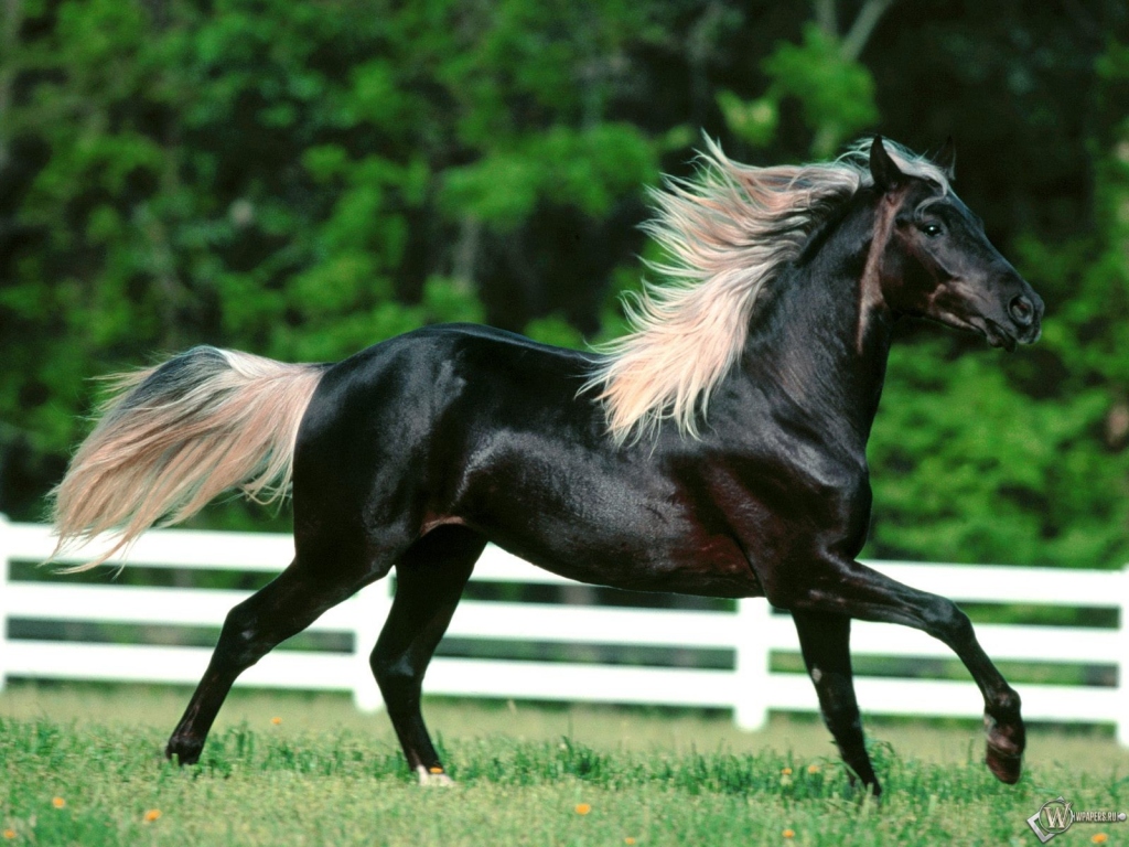 Черный конь с белой гривой 1024x768