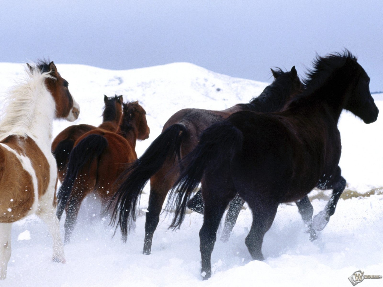 Лошади на снегу 1280x960
