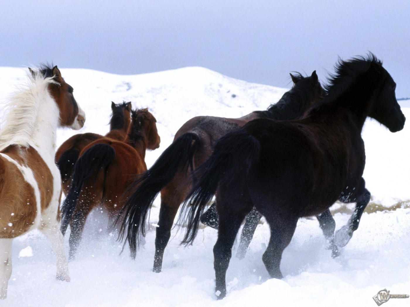Лошади на снегу 1400x1050