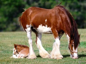 Обои Шайр: Лошадь, Животное, Лошади