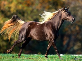 Обои Спортивный конь: , Лошади