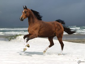 Обои Лошадь бегущая по волнам: , Лошади