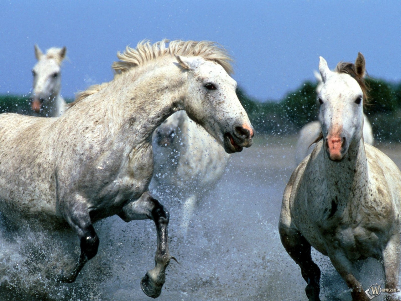 Лошади бегут по воде 1280x960