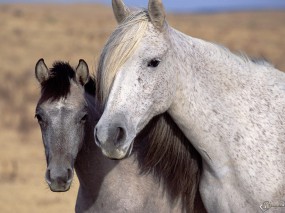 Обои Белый и серый конь: , Лошади