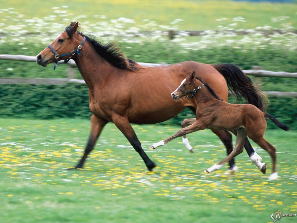 Мать и сын - обе лошади 1024x768