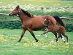 Обои Мать и сын - обе лошади: , Лошади