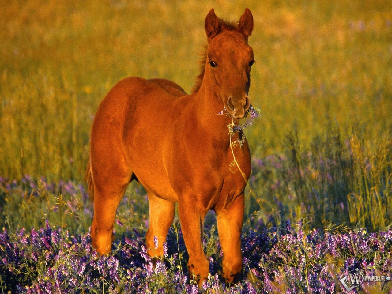 Конь в цветах 1280x960