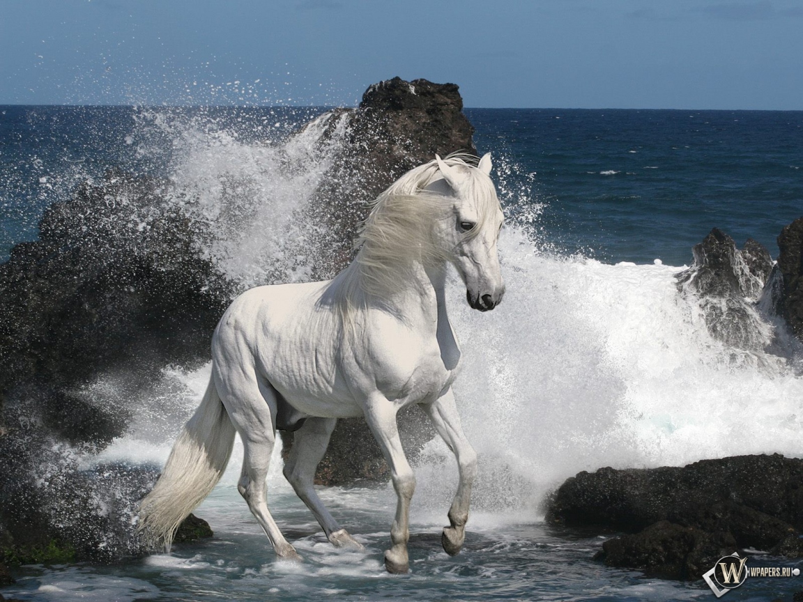 Белый конь на берегу 1152x864