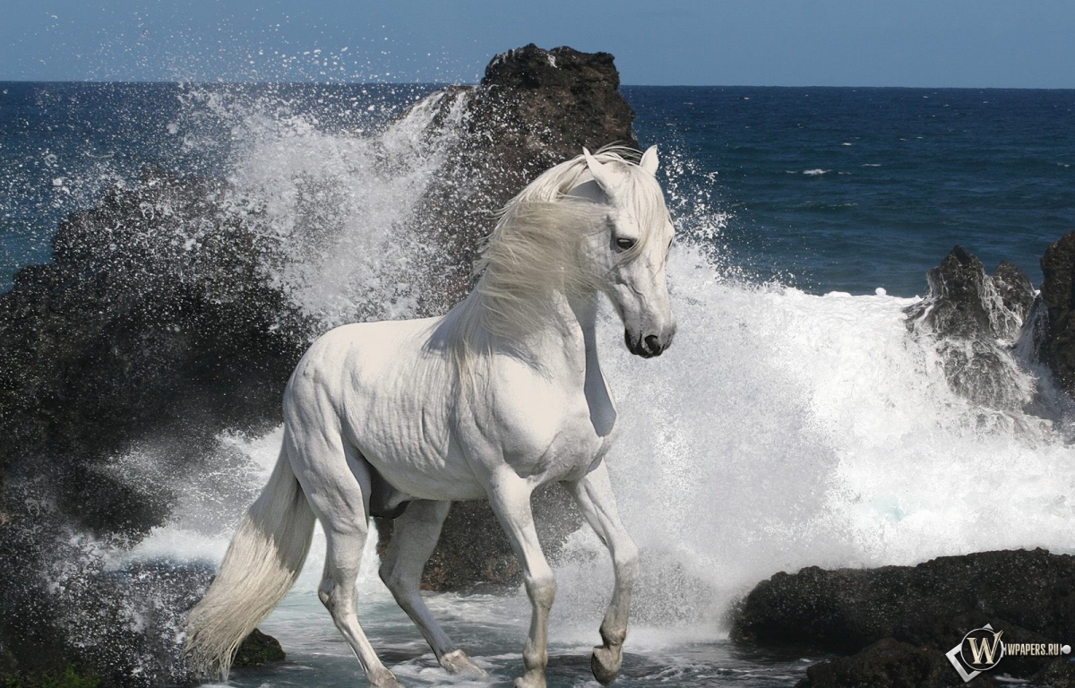 Белый конь на берегу 1200x768