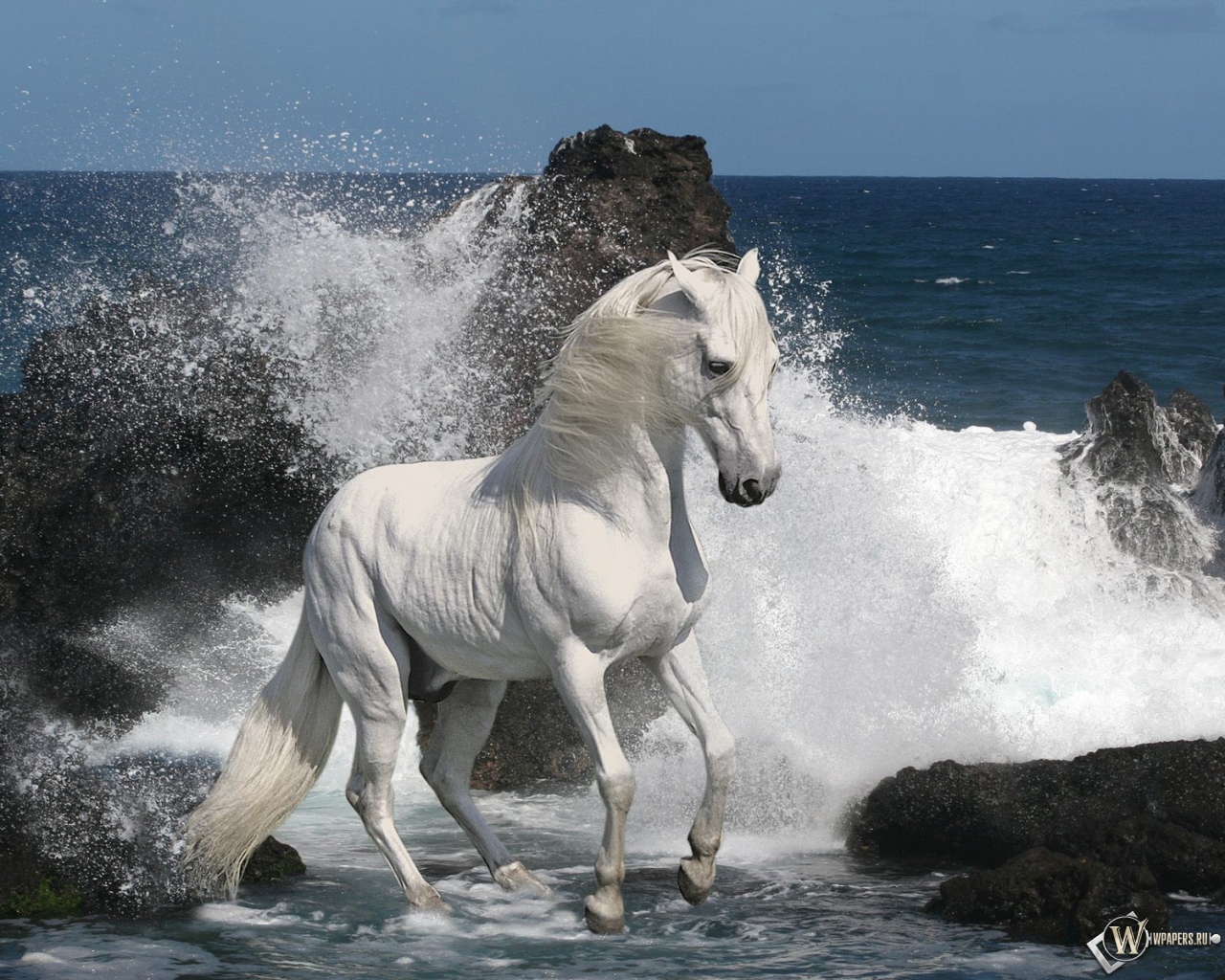Белый конь на берегу 1280x1024