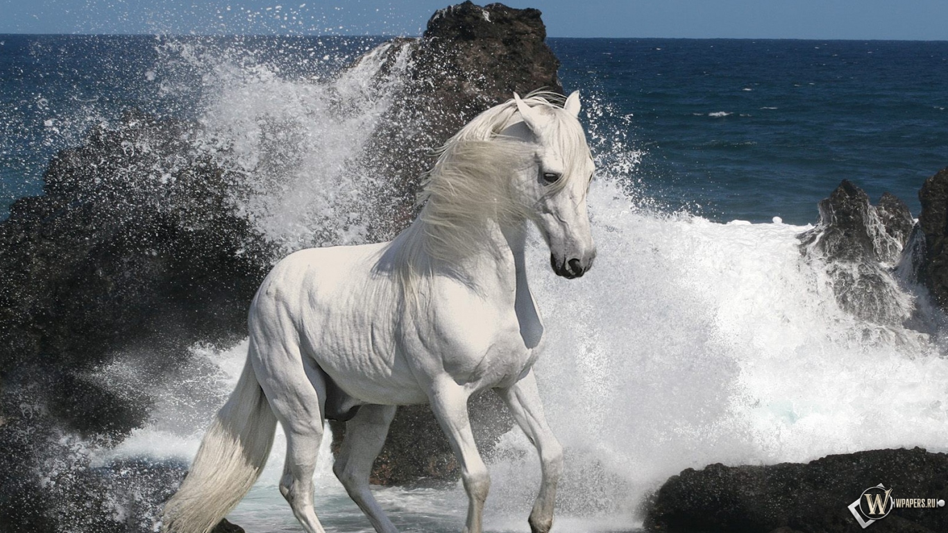 Белый конь на берегу 1366x768