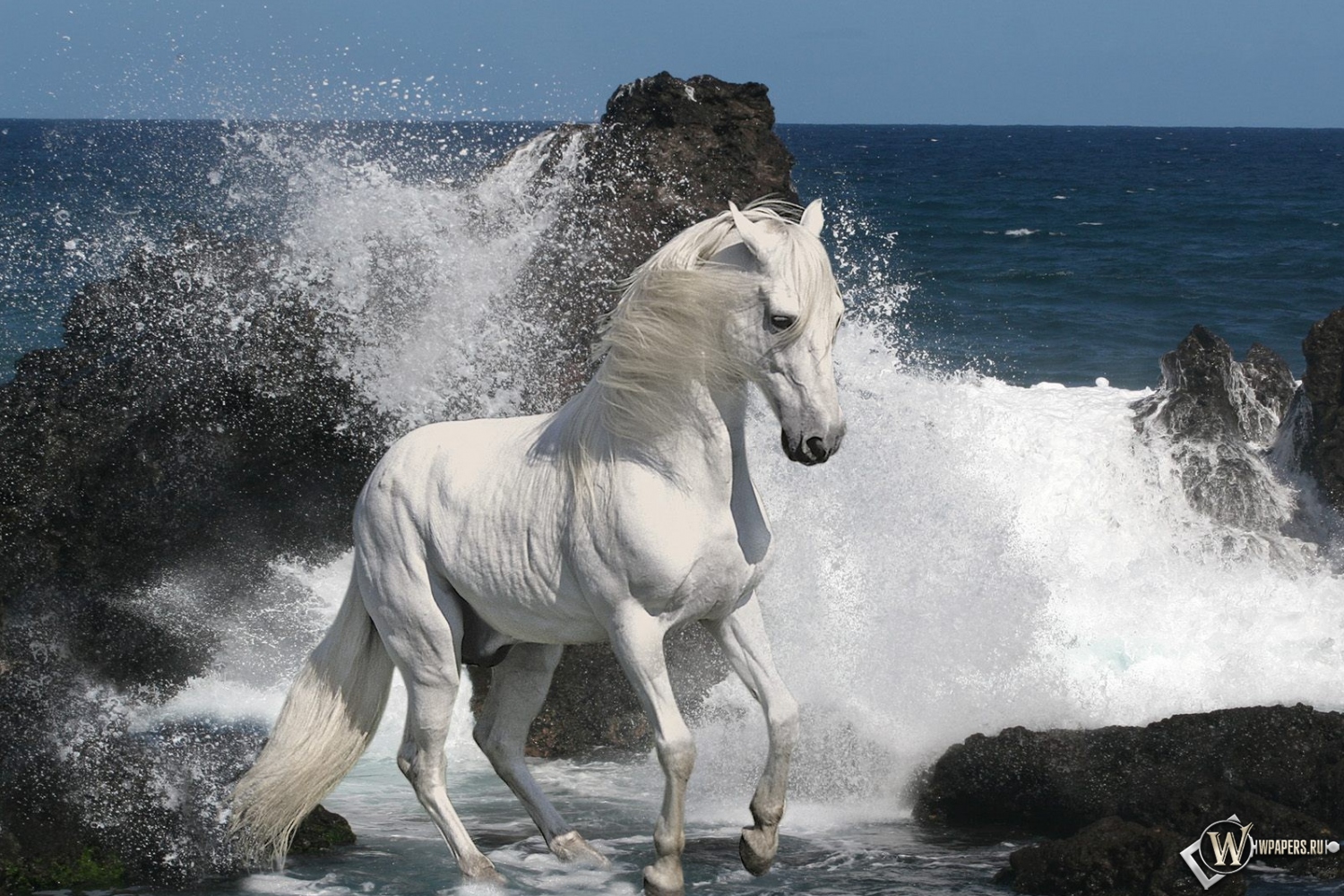 Белый конь на берегу 1500x1000