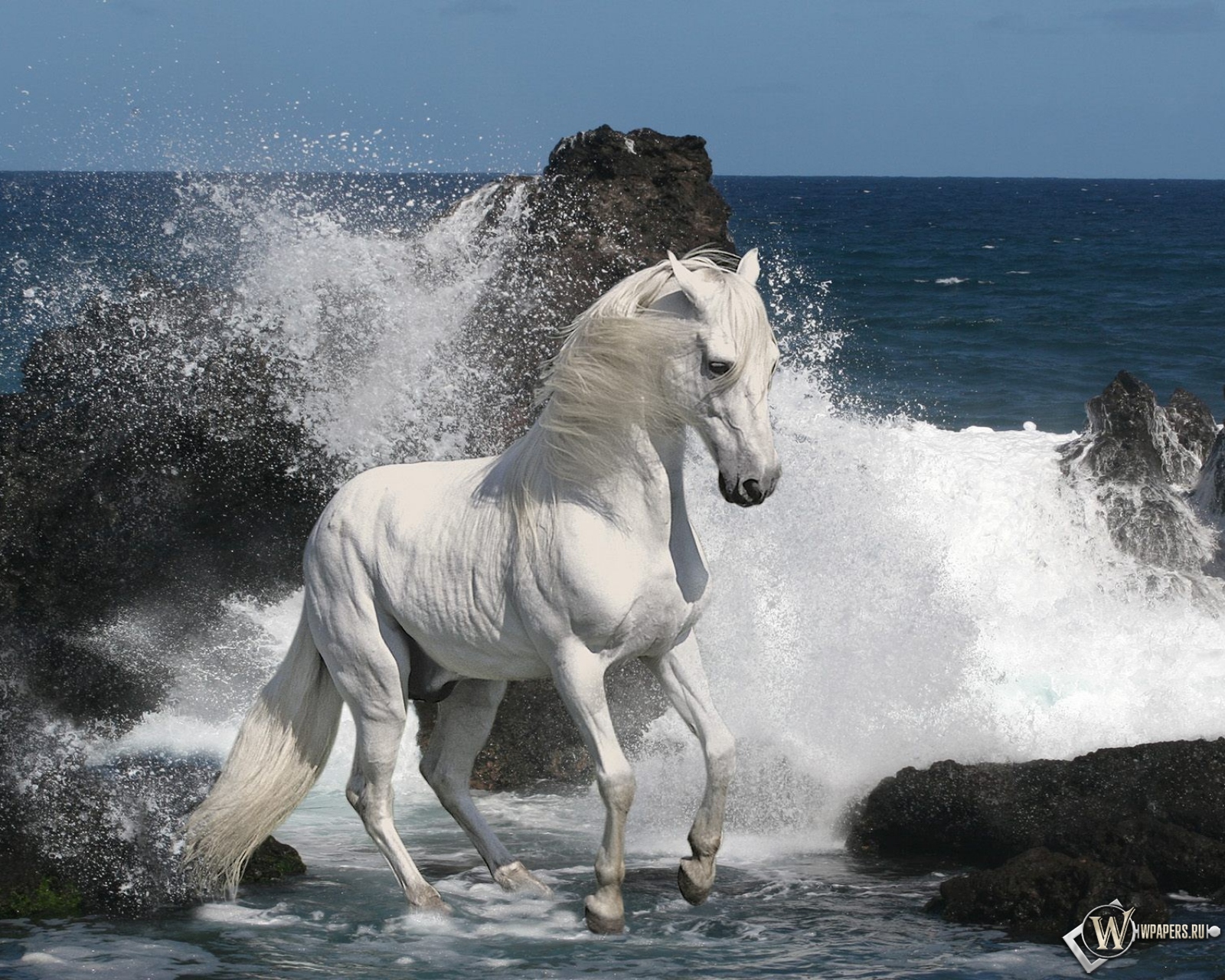 Белый конь на берегу 1600x1280