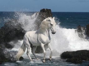 Обои Белый конь на берегу: Скалы, Берег, Белый, Конь, Лошади