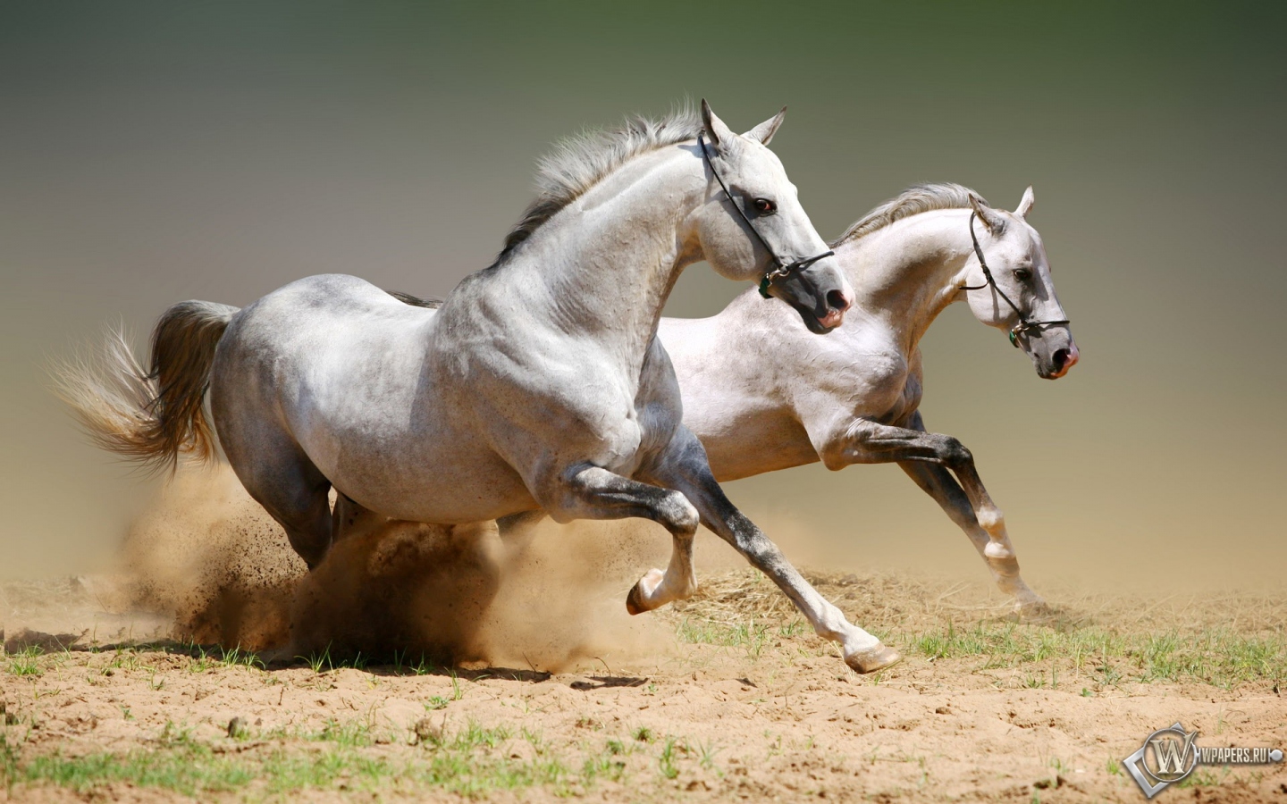 Бегущие белые лошади 1440x900